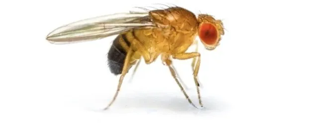 fruit flies