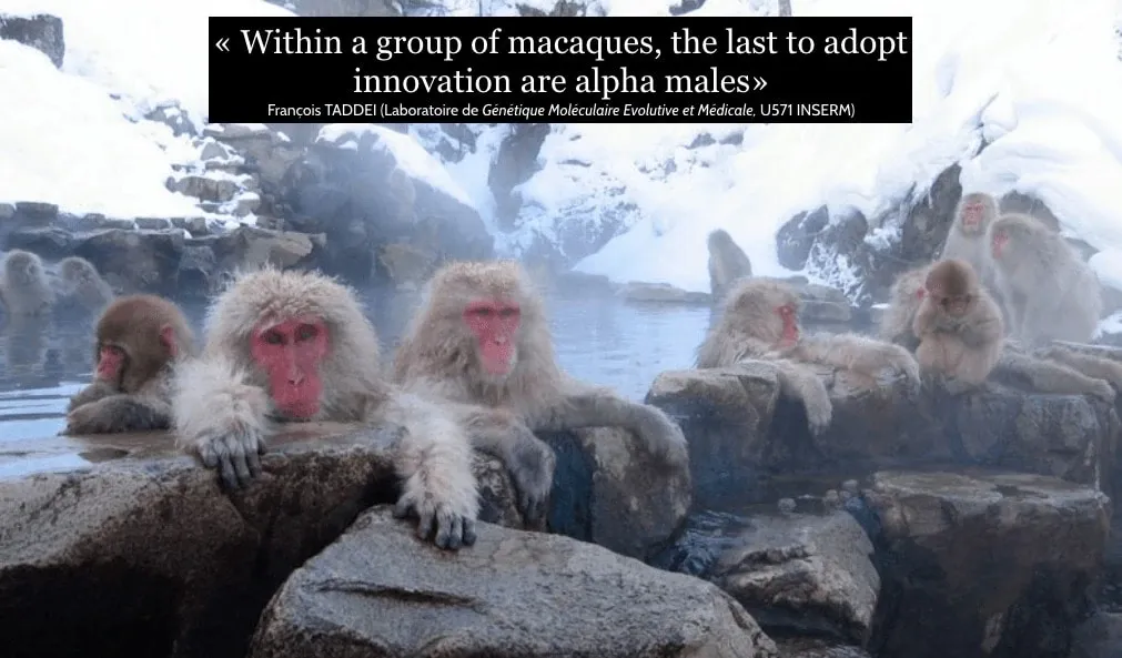 macaques group